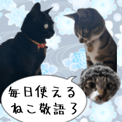 [LINEスタンプ] くろみやこーちゃんの実写ねこスタンプ3