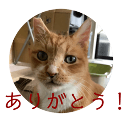 [LINEスタンプ] みーくんアップでお話し