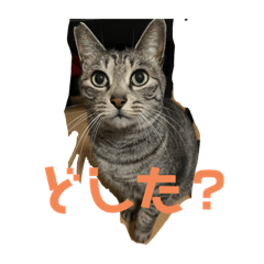 [LINEスタンプ] 猫的に聞いてるよ