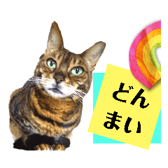 [LINEスタンプ] 四文字キューブの猫スタンプ