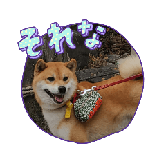 [LINEスタンプ] 柴犬ジェームス11