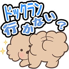 [LINEスタンプ] トイプーのメイちゃんの日常