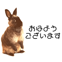 [LINEスタンプ] うさぎのごーちゃん④日常のやりとり