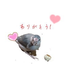 [LINEスタンプ] 桜文鳥の文ちゃん