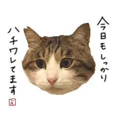 [LINEスタンプ] キジシロ猫のハチ