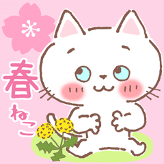 [LINEスタンプ] 春の白猫♪お花見＆卒業＆入学