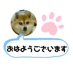 [LINEスタンプ] 豆柴吹き出し（お仕事編）
