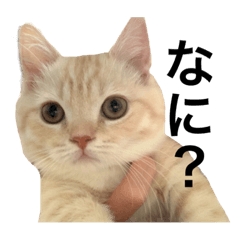 [LINEスタンプ] 縫くんスタンプ ④