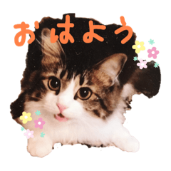 [LINEスタンプ] よねざわ家の楽しい猫スタンプ