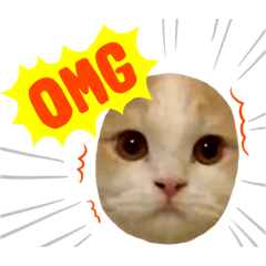 [LINEスタンプ] スコティッシュフォールドのテトⅡ