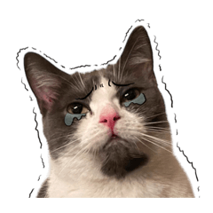 [LINEスタンプ] はちわれねこアグちゃんスタンプ3