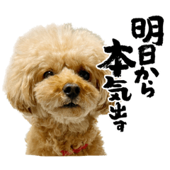 [LINEスタンプ] トイプードル さくらさん2