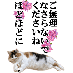 [LINEスタンプ] ふわふわ三毛ネコの大きなスタンプ【長文】