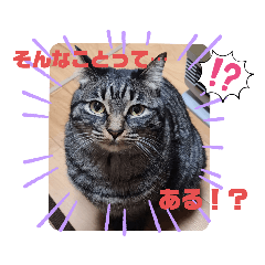 [LINEスタンプ] おうちにゃんこ6（しょんぼり編）の画像（メイン）