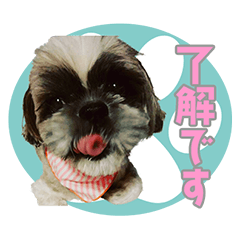 [LINEスタンプ] かわいい愛犬★の画像（メイン）