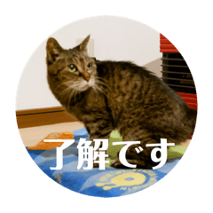 [LINEスタンプ] ぴいとちい