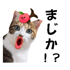 [LINEスタンプ] 猫♥️面白♥️日常♥️