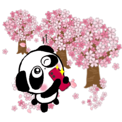 [LINEスタンプ] ぱんだのぴ〜ちゃん♪SAKURAさくら桜♡の画像（メイン）