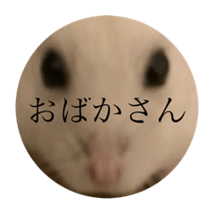 [LINEスタンプ] ちよだけど？