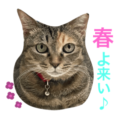 [LINEスタンプ] あんずちゃん其の7
