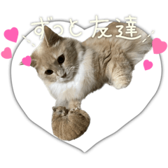 [LINEスタンプ] 可愛いニャンコ3