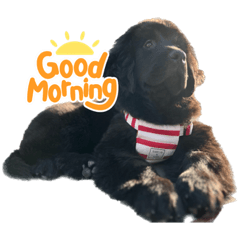 [LINEスタンプ] RAMちゃん♡Newfoundland ①