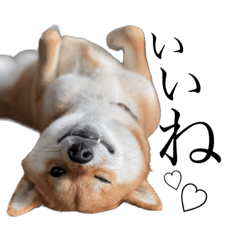 [LINEスタンプ] 柴犬の琥珀-kohaku-ちゃん♡