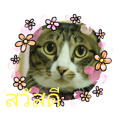 [LINEスタンプ] タイ語よく使うメールで日常挨拶 猫たち
