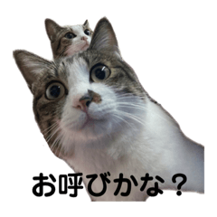 [LINEスタンプ] ゆきふく実写スタンプ
