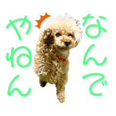 [LINEスタンプ] トイプードル さくらさん3