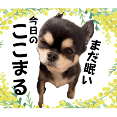 [LINEスタンプ] チワワ『ここまる。』の可愛いスタンプの画像（メイン）