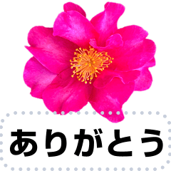 [LINEスタンプ] デカ文字スタンプ 【グッドハートお花編3】