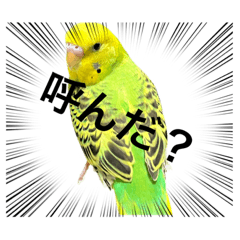 [LINEスタンプ] うちのブリちゃん（インコ）