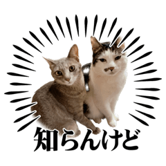 [LINEスタンプ] しらたまとこんにゃく②