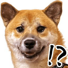 [LINEスタンプ] 柴犬四十面相(日常会話用)