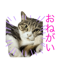 [LINEスタンプ] 猫姉妹の日常3