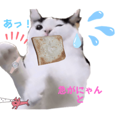 [LINEスタンプ] ちーずねこーずスタンプ2021～2023
