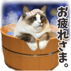 [LINEスタンプ] 毎日使える☆もふもふ猫スタンプ4