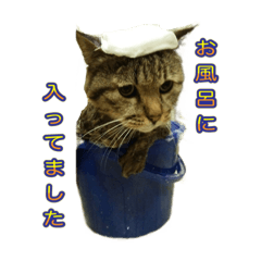 [LINEスタンプ] どらすたんぷ！2の画像（メイン）