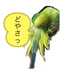 [LINEスタンプ] うちのブリちゃん（インコ）2
