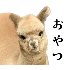 [LINEスタンプ] 囁きどうぶつ