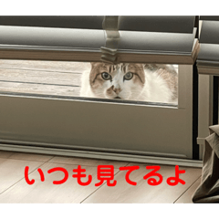 [LINEスタンプ] 猫のスタンプ(りる)