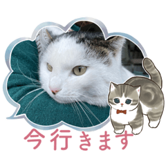 [LINEスタンプ] みーこ！