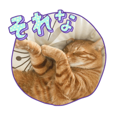 [LINEスタンプ] なつめThe orange tabby