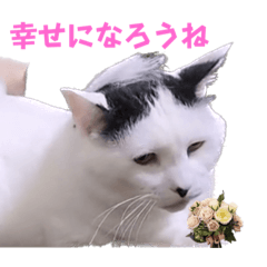 [LINEスタンプ] 1階ねこーずスタンプ2021年から2023