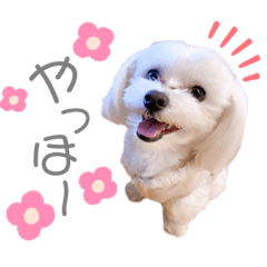 [LINEスタンプ] 愛犬ジルちゃん！④