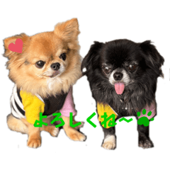 [LINEスタンプ] チマキとベルと日常③