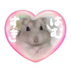 [LINEスタンプ] 可愛いハムスタンプ♡