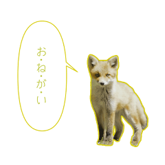 [LINEスタンプ] 北海道の野生動物の吹き出しスタンプ