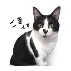 [LINEスタンプ] 新垣家のごま